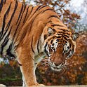 slides/IMG_4676.jpg wildlife, feline, big cat, cat, predator, fur, marking, stripe, bengal, tiger, eye WBCW88 - Bengal Tiger
